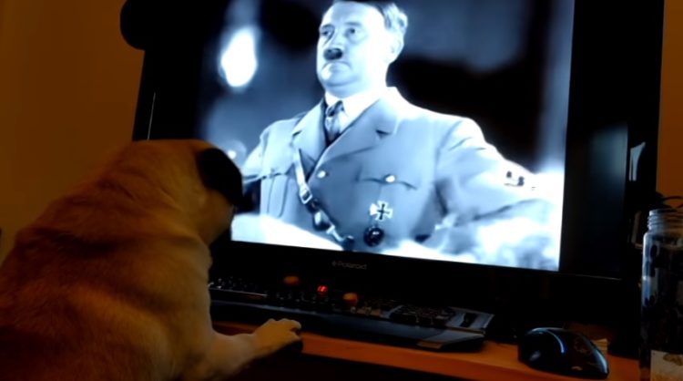Joven escocés enfrenta juicio por enseñarle “trucos nazis” al perro de su novia