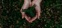 Planta con tierra en medio de un par de manos